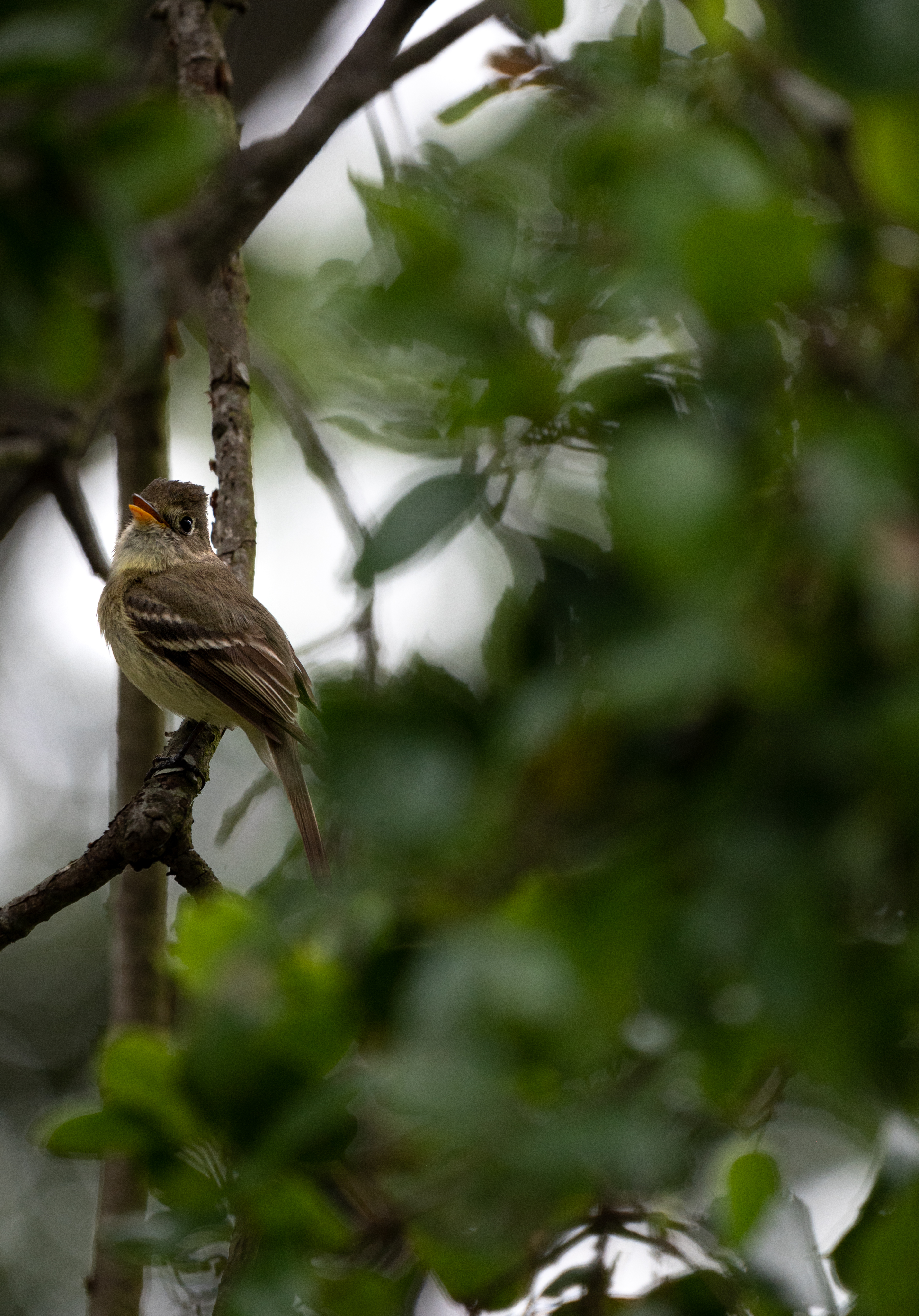 Pacific slope flycatcher, third shot